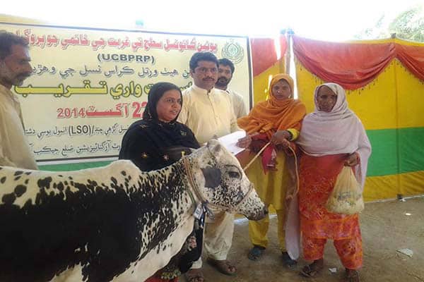 Cross Breed Heifers Distribution in Jacobabad