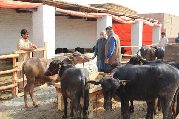SRSO Livestock Project