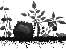 Kitchen garden