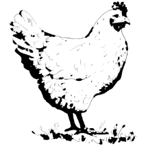Poultry Layer