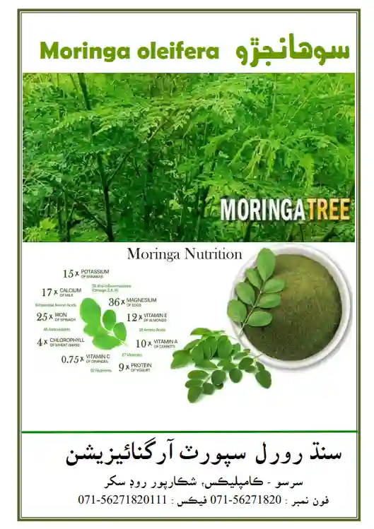 #11 Moringa Plantation